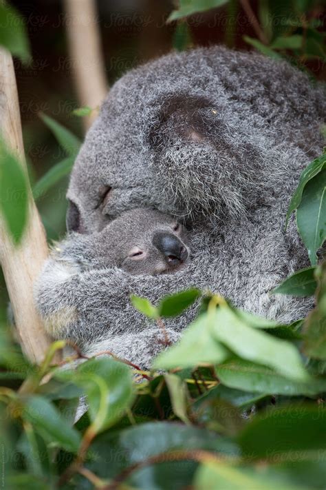 "Mother Koala Cuddling Her Baby" by Stocksy Contributor "Ruth Black ...