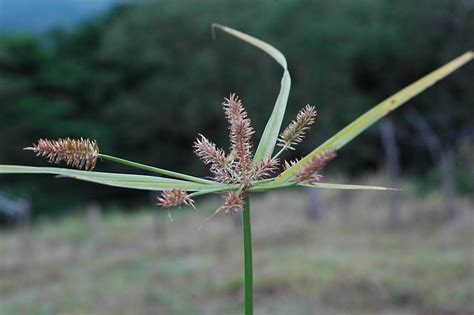 Cyperus cyperoides (Cyperaceae) image 32655 at PhytoImages.siu.edu