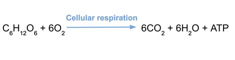 Write The Balanced Equation For Cellular Respiration - Tessshebaylo