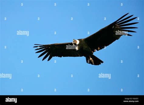 MAle Andean condor in flight Stock Photo - Alamy