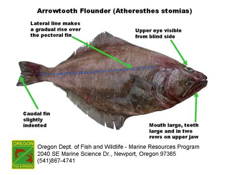 ODFW Finfish Species - Flatfish