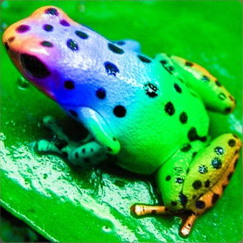 Pictures Of The Poison Dart Frog - Frogs Dart Poison Frog Rainbow ...