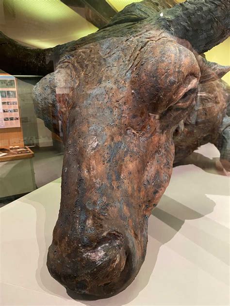 'Blue Babe,' a 55,000-year-old bison, was so well-preserved he could be ...