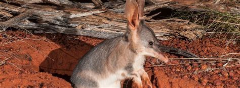 Our beloved bilby under threat - Australian Conservation Foundation