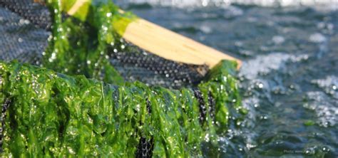 Seaweed Farming: A Sustainable, Profitable Alternative To Traditional ...