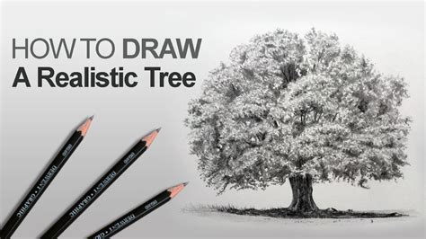 Oak Tree Pencil Drawing - alter playground