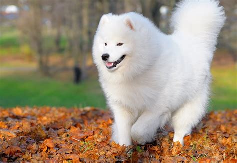 Samoyed Breed Guide - Learn about the Samoyed.