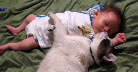 Can A Mother Cat Smother Her Kittens? - Classified Mom