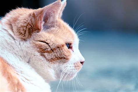 Health Problems in Senior Cats - Properties Animal Clinic