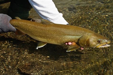 All About Bull Trout In Continental US - Krebs Creek