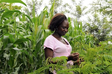 Insect Farming to Reduce Food Insecurity - The Borgen Project