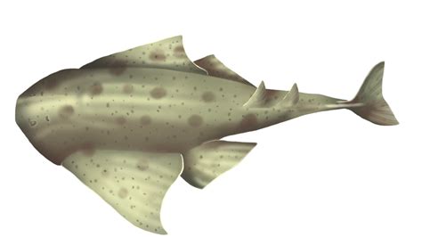 Sawback Angelshark | Squatina aculeata