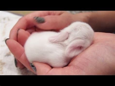 Newborn Baby Bunnies Snuggle and Sleep - YouTube