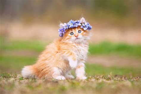 Red fluffy kitten with a wreath of flowers on his head wallpapers and ...