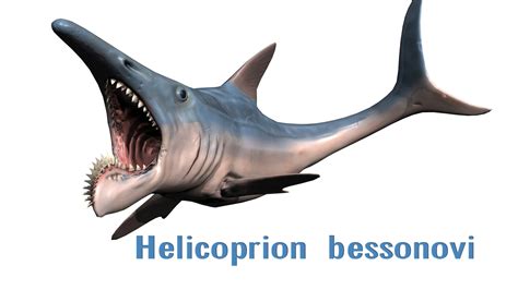 ancient shark helicoprion 3d obj