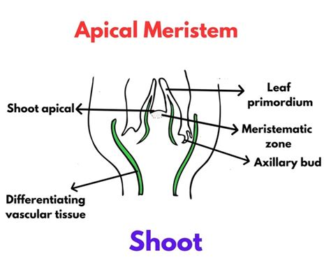 18 Apical Meristem Diagram Images, Stock Photos, 3D objects, & Vectors ...