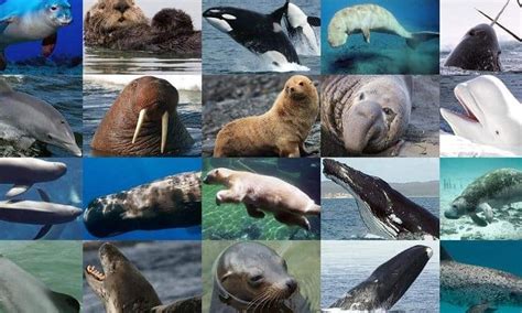 Marine Mammals - Learn About Fascinating Ocean Mammals- On-Going ...