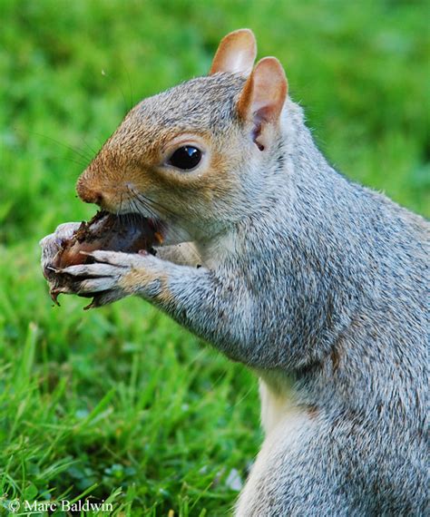 Squirrel Food & Feeding - Diet Composition | Wildlife Online