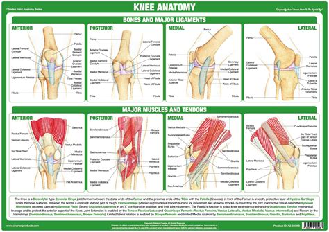 Knee Joint Anatomy Poster