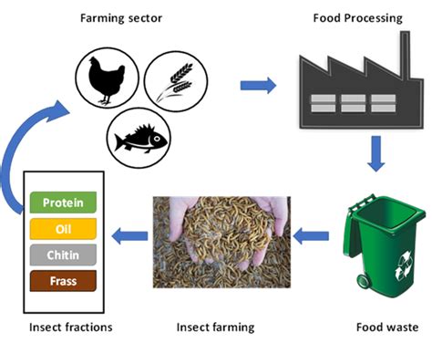 Future potential of insect farming | Farming Connect