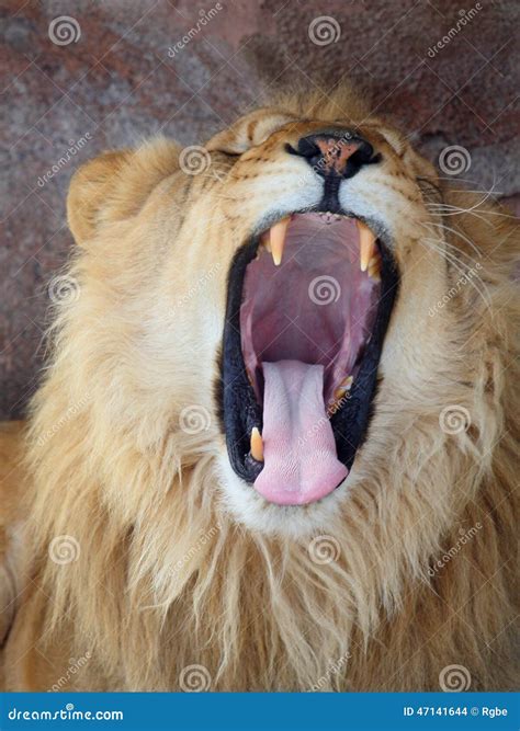 Lion roar stock photo. Image of mountain, roar, nature - 47141644