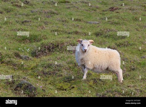 Schaf / Sheep / Ovis Stock Photo - Alamy