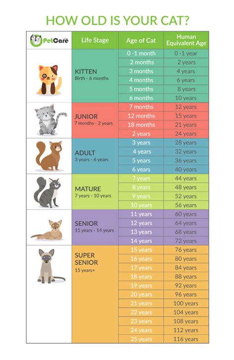 Cat years to Human years | Calculator & Chart - its NOT 1 to 15