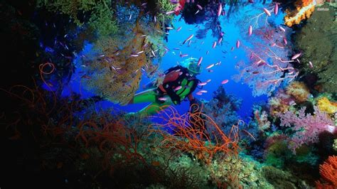 Scuba Diving Coral Reef Wallpaper