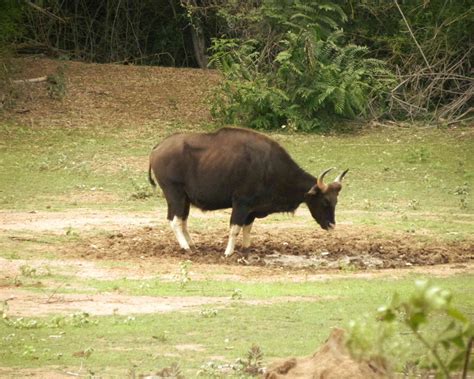 Sigur Nature Trust | Gaur