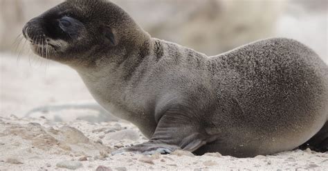 Sea lion pups healthier but not out of the woods