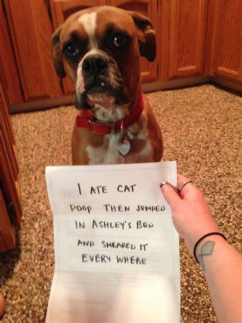 Bad dog | Dog memes, Dog shaming funny, Animal shaming