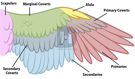 Bird Anatomy Drawing at PaintingValley.com | Explore collection of Bird ...