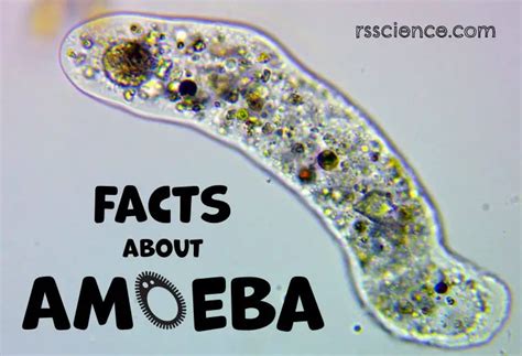 Facts about Amoeba, structure, behavior and reproduction - Rs' Science