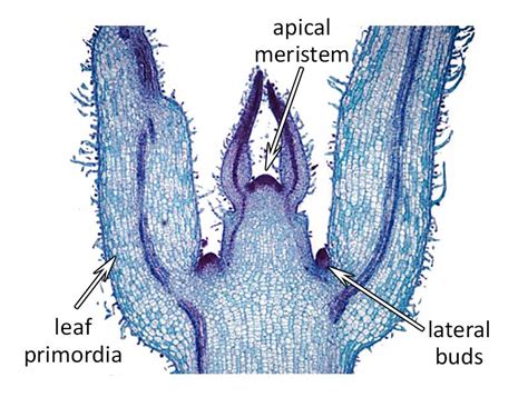 Cell Types, Meristems