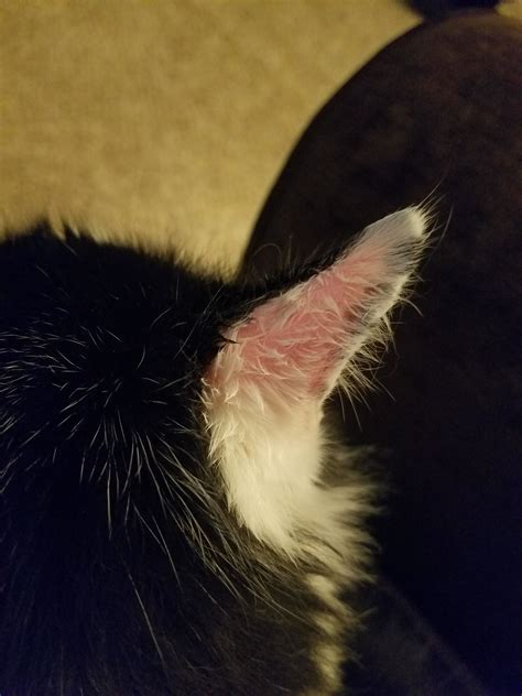 Cat's Ear Turning Pink / Cat Losing Hair On Ear ? | TheCatSite