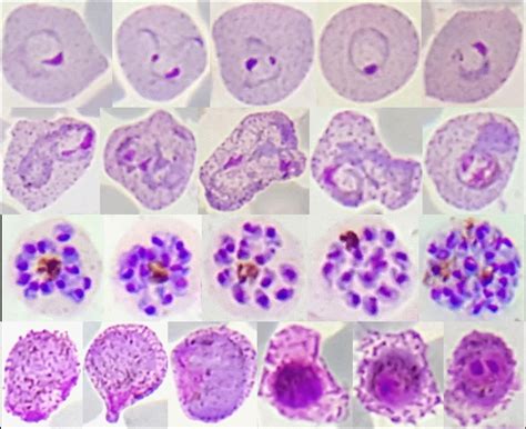 Life Cycle Of Malaria Parasite Cdc