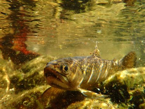 Movements of coastal brook trout after dam removals – Fish Habitat ...