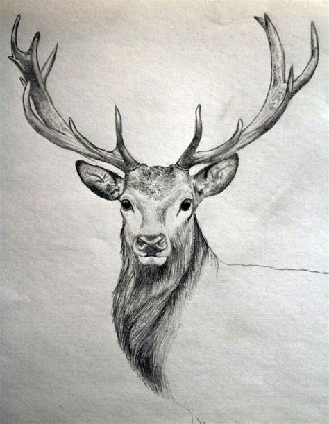 pencil drawing ideas animals - As Funny Vodcast Photographs