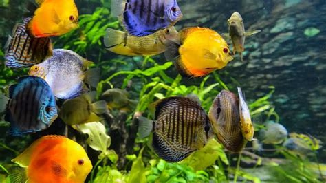 Best Fish To Keep In Aquarium - Aquarium Views