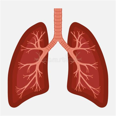 Human Lung Anatomy Diagram. Illness Respiratory Cancer Stock ...