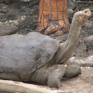 Pinta Island Tortoise Facts and Pictures