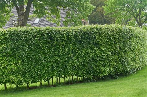 13 Fast Growing Hedges for Privacy Screens - Hort Zone