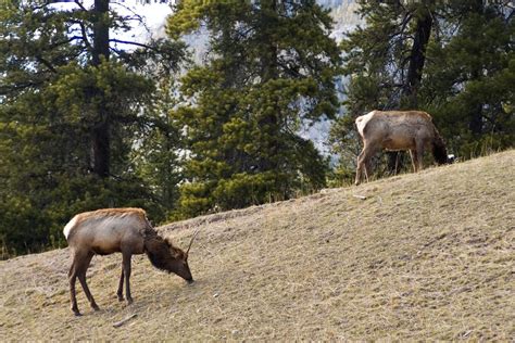 Wildlife in Banff National Park, Banff & Jasper National Parks 2024 ...