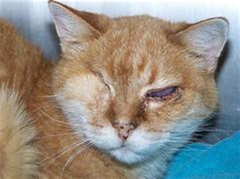 Eye infections in cats | Eye Disorders and Diseases articles | Body ...