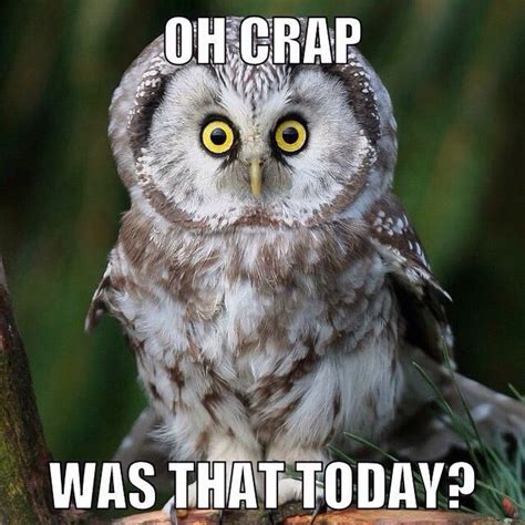 These Adorably Sinister Owls Give Cat Memes A Run For Their Money ...