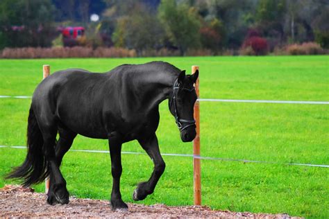 10 Black Horse Breeds [Black Beauties] You Must See - Equineigh