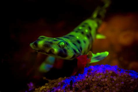 Swell shark biofluorescence | Wallpapers | Monterey Bay Aquarium