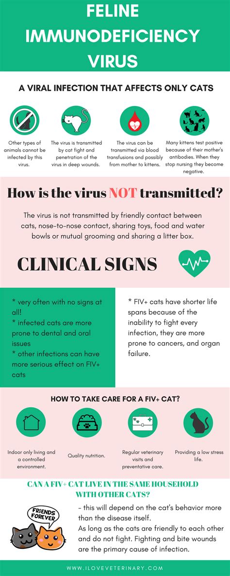 FIV or Feline Immunodeficiency Virus is a viral disease that affects ...