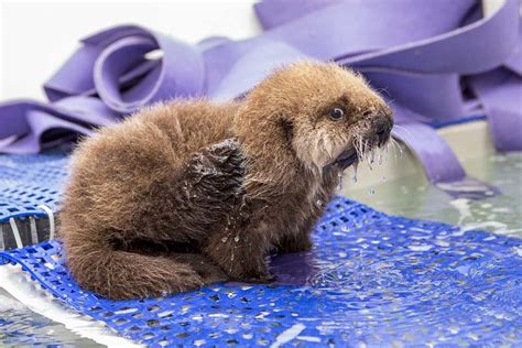 Shedd Aquarium Staff Foster Sea Otter Pup - ZooBorns