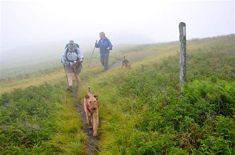 Hiking Trails That Allow Dogs